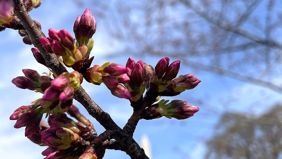 Image for story: Cherry blossoms reach stage 4 of 6, moving towards peak bloom