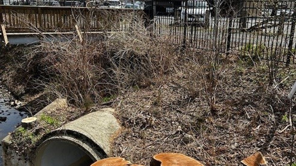 Image for story: Va. leaders not happy with Dominion Energy's plan to cut trees on historic 45 mile trail 