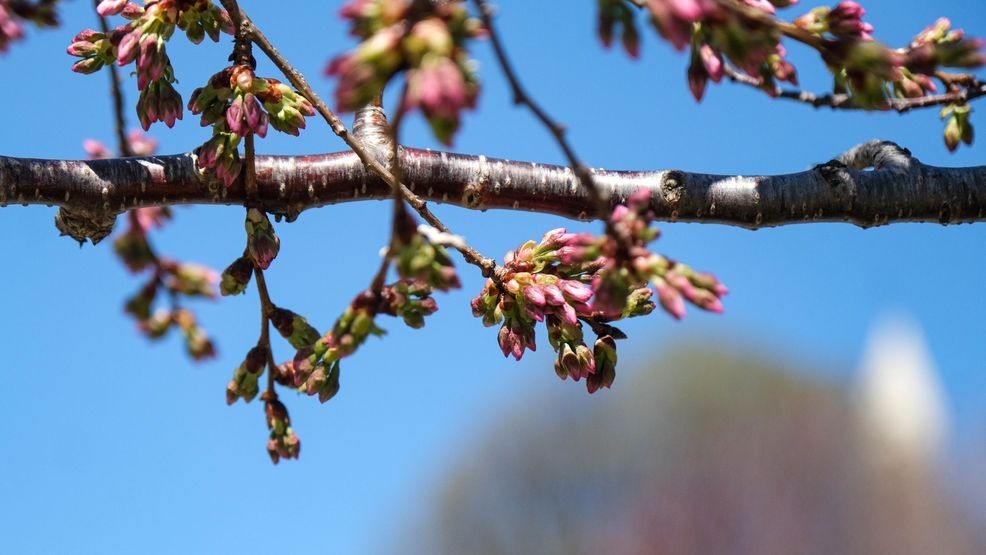 Image for story: PHOTOS: Vibrant colors around the Tidal Basin as cherry blossoms near peak bloom