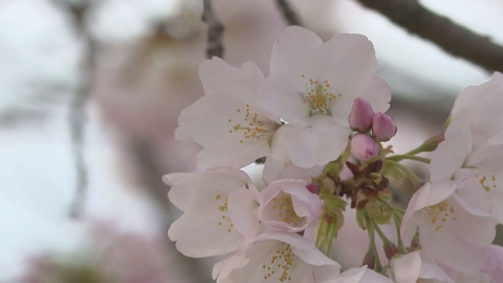 Image for story: Cherry blossoms hit peak bloom, painting DC's Tidal Basin pink