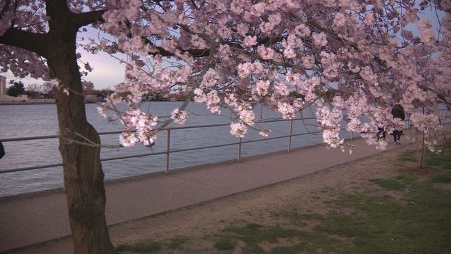 FILE PHOTO - Cherry blossoms in full bloom (7News)