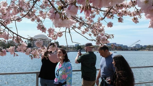 Cherry blossoms reach peak bloom around the D.C. Tidal Basin on March 28, 2025. (Winston Rogers/ 7News)