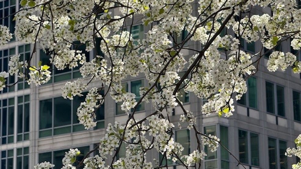 Image for story: Don't blame the cherry blossom trees for your seasonal allergies, expert says