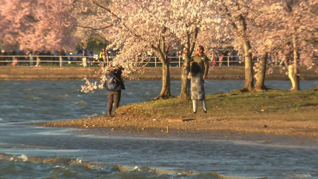 Cherry blossoms in DC (WJLA)