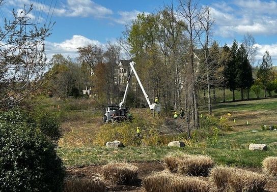 Image for story: Dominion Energy defends tree removal in Fairfax County as safety and compliance questioned
