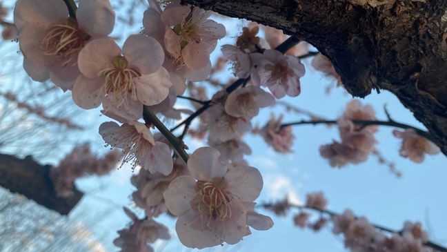 MARCH 2025 - Cherry blossoms in bloom around D.C. (Sarah Beth Guevara, 7News).