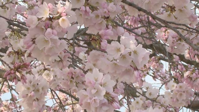 Cherry blossoms hit peak bloom along the Tidal Basin on March 28, 2025. (7News)