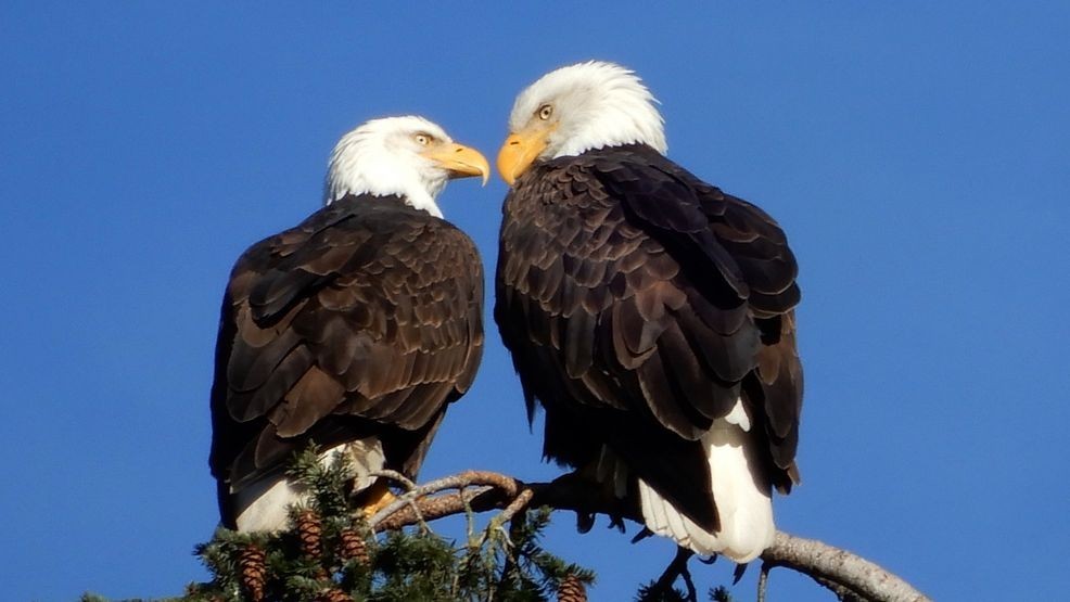 Image for story: Man accused of killing bald eagles on Lummi Reservation arrested by FBI