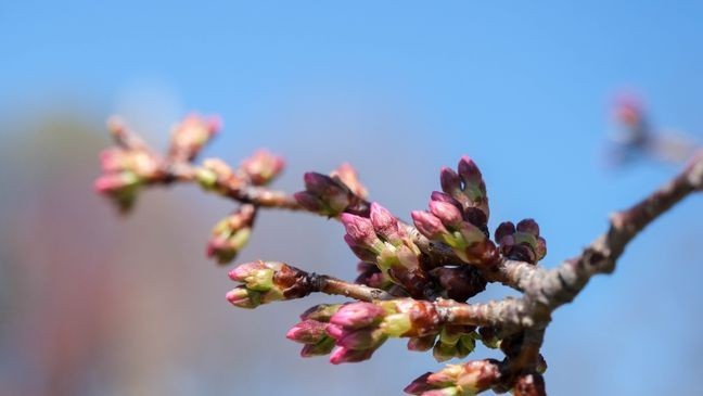 Cherry Blossoms around the D.C. Tidal Basin reach Stage 4 of 6 to peak bloom. However, different flowers appeared to be in different stages on March 21, 2025. (Winston Rogers/ 7News)