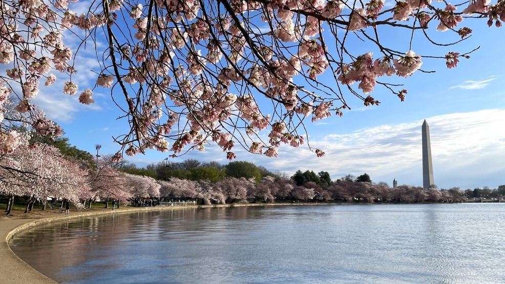 Image for story: How to navigate Tidal Basin traffic, best ways to see the cherry blossoms at peak bloom