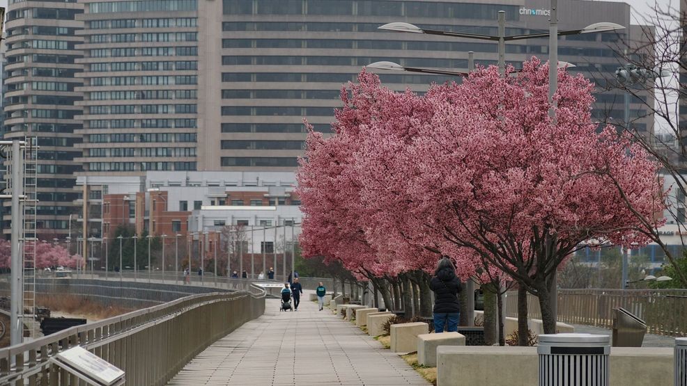 Image for story: DC Weather: Sunny Tuesday brings unseasonably low temps struggling to reach the 50s