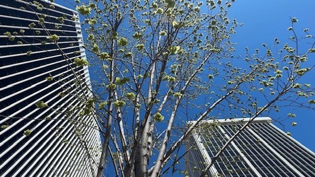 Tree allergy (7News)