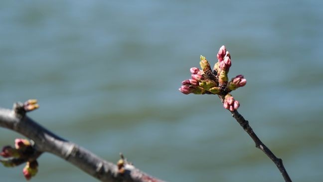Cherry Blossoms around the D.C. Tidal Basin reach Stage 4 of 6 to peak bloom. However, different flowers appeared to be in different stages on March 21, 2025. (Winston Rogers/ 7News)