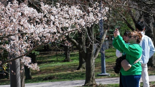 Cherry blossoms in DC (WJLA)