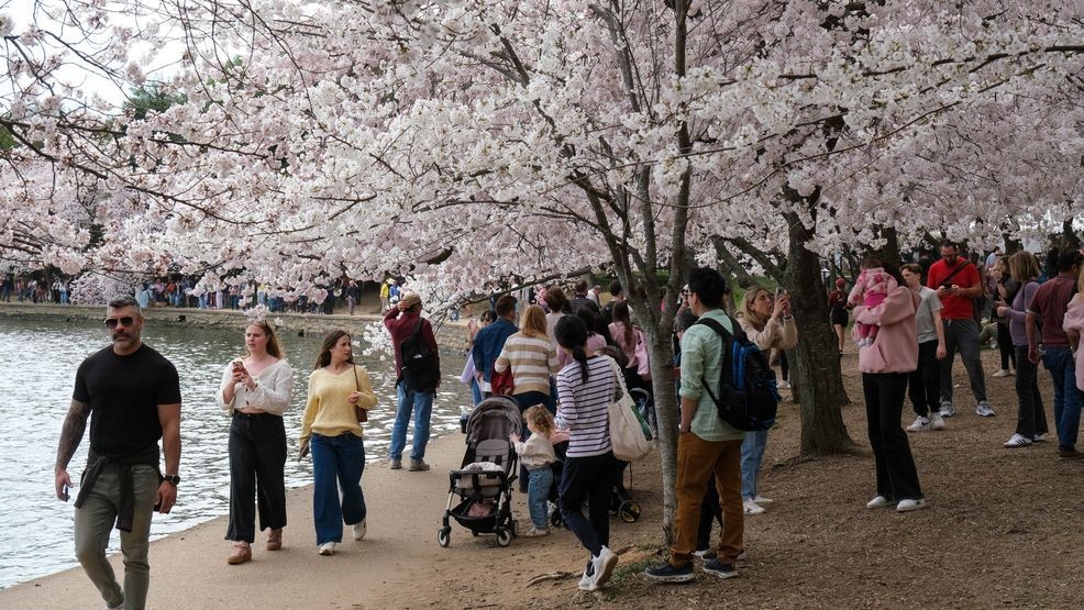 Image for story: Traffic advisory for Petalpalooza event at National Cherry Blossom Festival