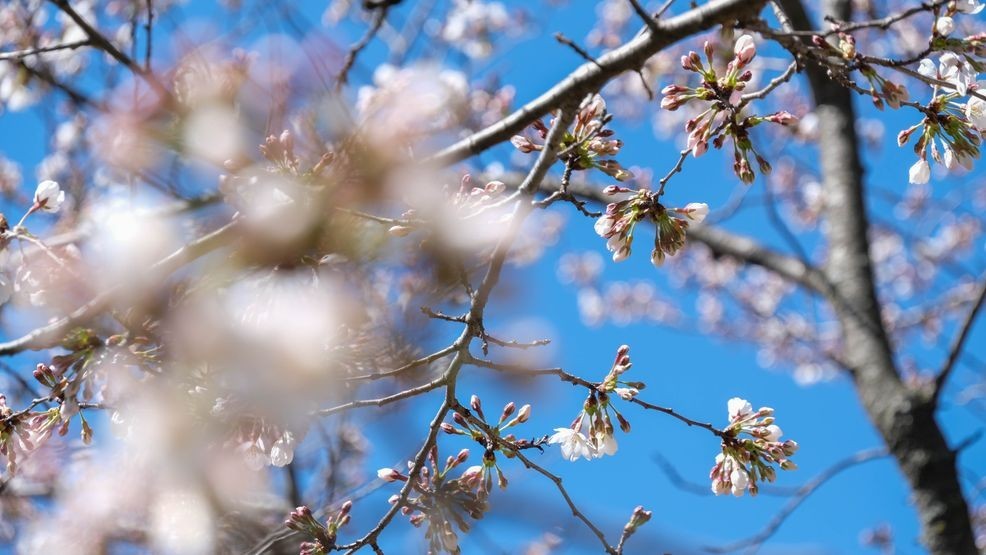 Image for story: Cherry blossoms reach stage 5 of 6, nearing peak bloom 