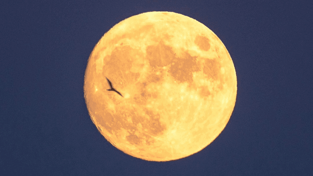 7News created a gallery of some of the best moon shots across the DMV! (Photo courtesy of Carol Stalun){p}{/p}