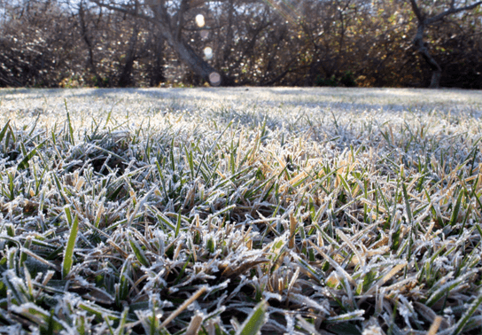 Image for story: FROST ALERT: Cold weather Wednesday night could damage your plants